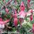 Fuchsia 'Madame Cornelissen'