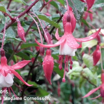 Bellenplant - Fuchsia 'Madame Cornelissen'