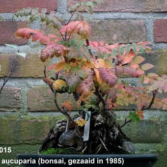 Sorbus aucuparia