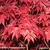 Acer palmatum 'Atropurpureum'