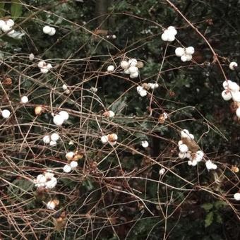 Symphoricarpos albus