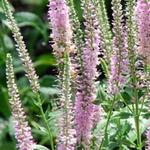 Veronica spicata 'Fairytale' - Ereprijs