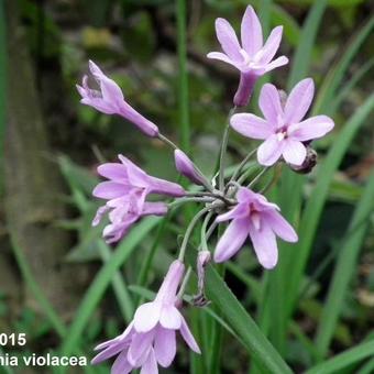 Tulbaghia violacea