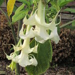 Brugmansia 'Big Jim' - Engelentrompet