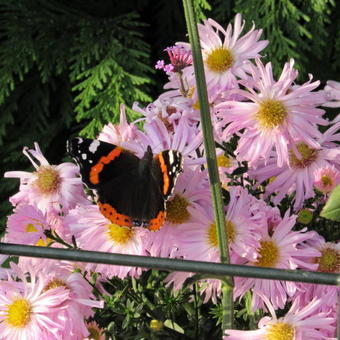 Aster novi-belgii 'Fellowship'