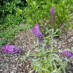 Buddleja davidii 'BUZZ Pink Purple' - Vlinderstruik