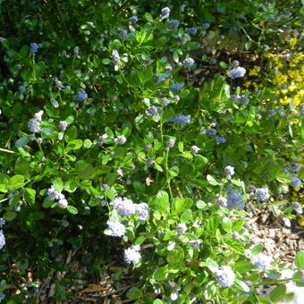 Ceanothus thyrsiflorus 'Skylark'