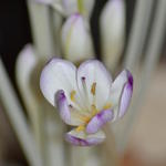 Colchicum byzantinum - Herfsttijloos