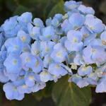 Hydrangea macrophylla 'Bodensee' - Hortensia, Bolhortensia