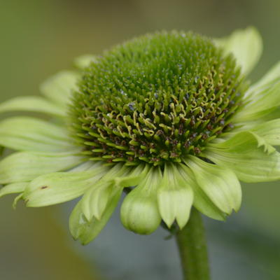 Rode zonnehoed - Echinacea purpurea 'Green Jewel'