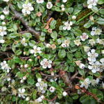 Cotoneaster  microphyllus - Kleinbladige dwergmispel - Cotoneaster  microphyllus