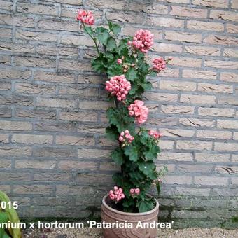 Pelargonium x hortorum 'Patricia Andrea'