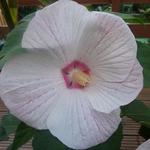 Hibiscus moscheutos 'EXTREME Sparkle' - Althaeastruik