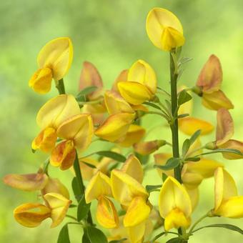 Cytisus x boskoopii 'Apricot Gem'