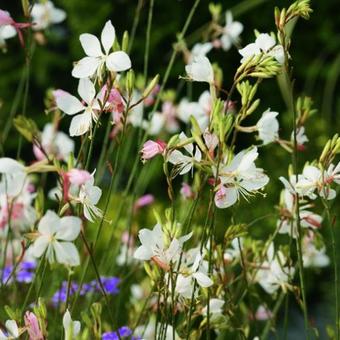 Gaura lindheimeri 'GEYSER White'