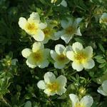 Potentilla fruticosa 'Limelight' - Struikganzerik