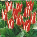 Tulipa 'Pinocchio' - Tulp