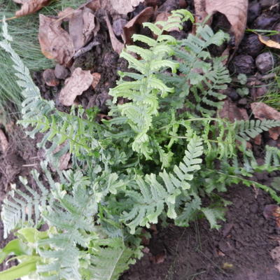 Goudschubvaren/Schildvaren - Dryopteris affinis 'Cristata'