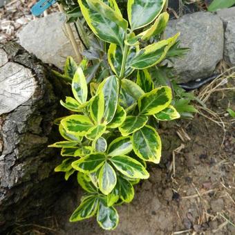 Euonymus japonicus 'Ovatus Aureus'