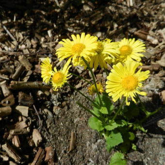 Doronicum orientale 'Leonardo Compact'