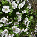 Gypsophila cerastioides 'Pixie Splash' - Gipskruid