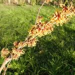 Hamamelis x intermedia 'Jelena' - Toverhazelaar