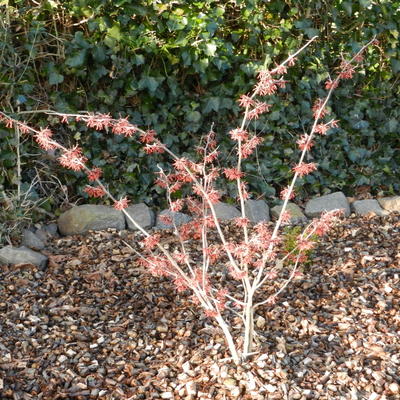 Toverhazelaar - Hamamelis x intermedia 'Feuerzauber'