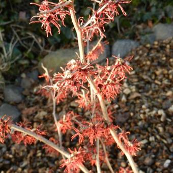 Hamamelis x intermedia 'Feuerzauber'