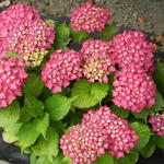 Hydrangea macrophylla 'Glowing Embers' - Hortensia