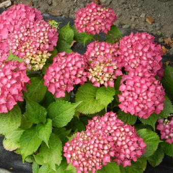 Hydrangea macrophylla 'Glowing Embers'