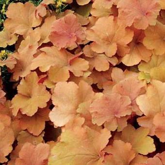 Heuchera 'Caramel'