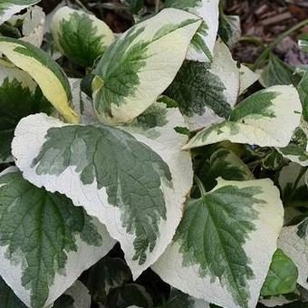 Brunnera macrophylla 'Dawson's White'