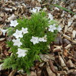 Lithodora diffusa 'Alba' - Parelzaad, Steenzaad