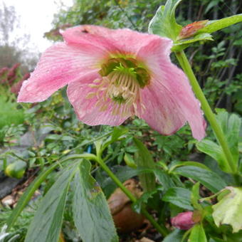 Helleborus purpurascens