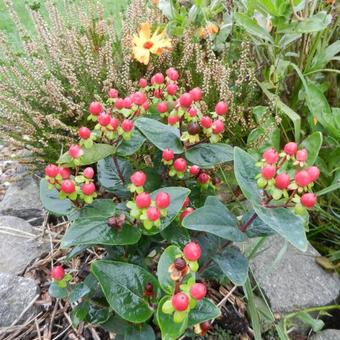 Hypericum 'MIRACLE Grandeur'