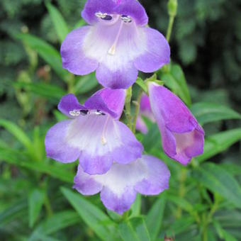 Penstemon 'Sour Grapes'