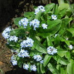 Myosotis sylvatica 'NINA Early Blue' - Bos-vergeet-mij-nietje