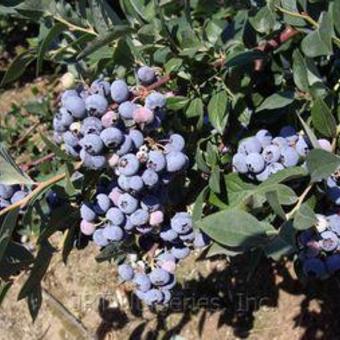 Vaccinium corymbosum 'Elliot'