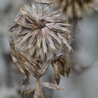 Echinops ritro