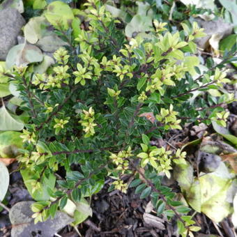 Ilex crenata 'Jelena'