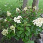 Hydrangea paniculata ´Silver Dollar´ - Pluimhortensia