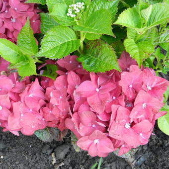 Hydrangea macrophylla 'MAGICAL Sapphire'