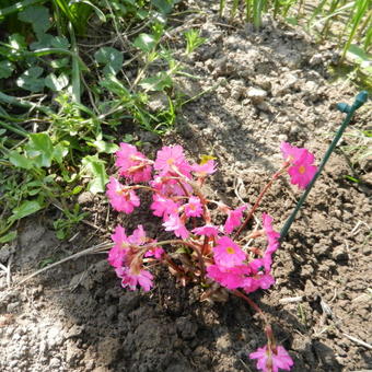 Phlox subulata 'EARLY SPRING Light Pink'