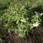 Pieris japonica 'Flaming Silver' - Rotsheide