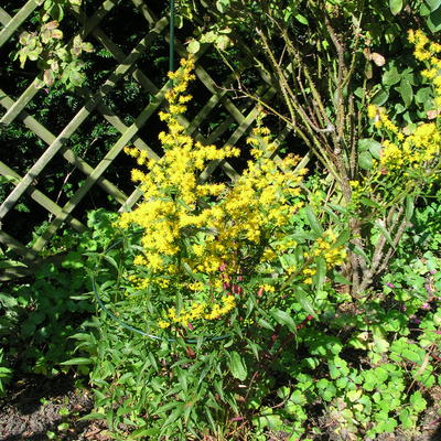 Guldenroede - Solidago flexicaulis 'Variegata'