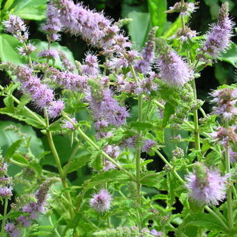 Mentha asiatica