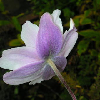 Anemone 'Ruffled Swan'