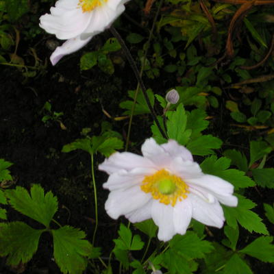 Herfstanemoon - Anemone 'Ruffled Swan'