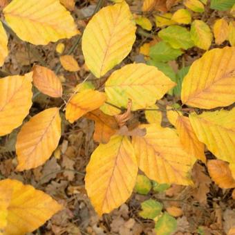 Fagus sylvatica