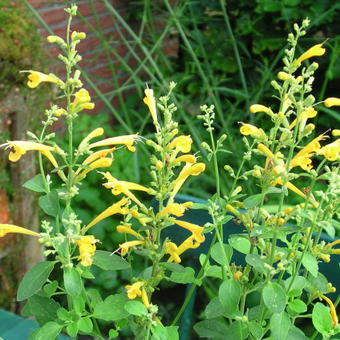 Agastache aurantiaca 'Sunset Yellow'